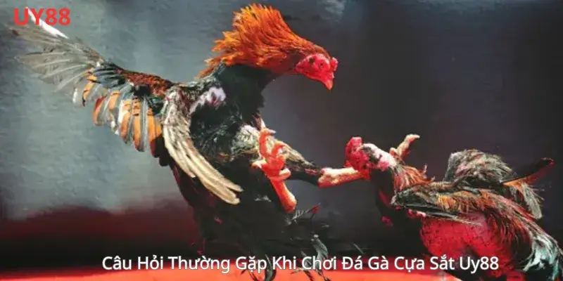 Câu Hỏi Thường Gặp Khi Chơi Đá Gà Cựa Sắt Uy88 
