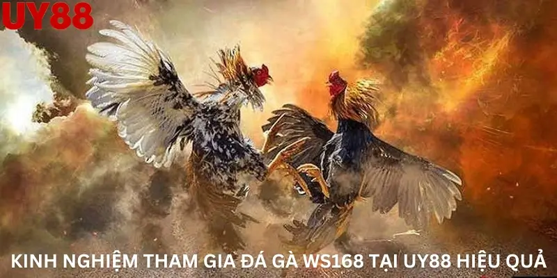 Kinh nghiệm tham gia Đá gà Ws168 tại Uy88 hiệu quả
